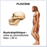 australopithèque, pliocène